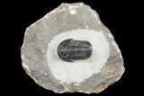 Detailed Gerastos Trilobite Fossil - Morocco #164723-1